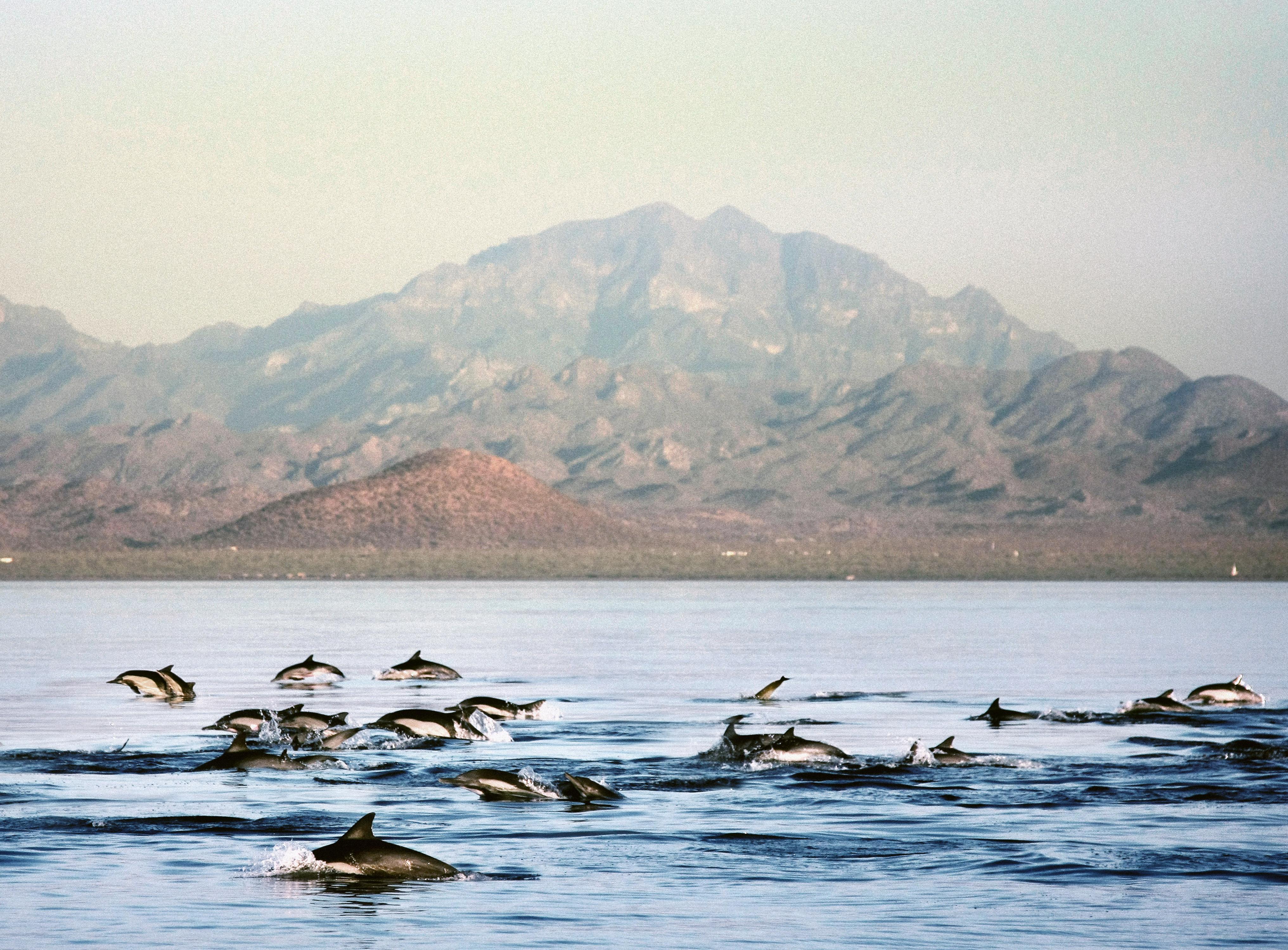 Loreto Bay Golf Resort & Spa At Baja Exterior photo Spinner dolphins in the Gulf of California